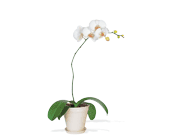 White Phalaenopsis Orchid, picture